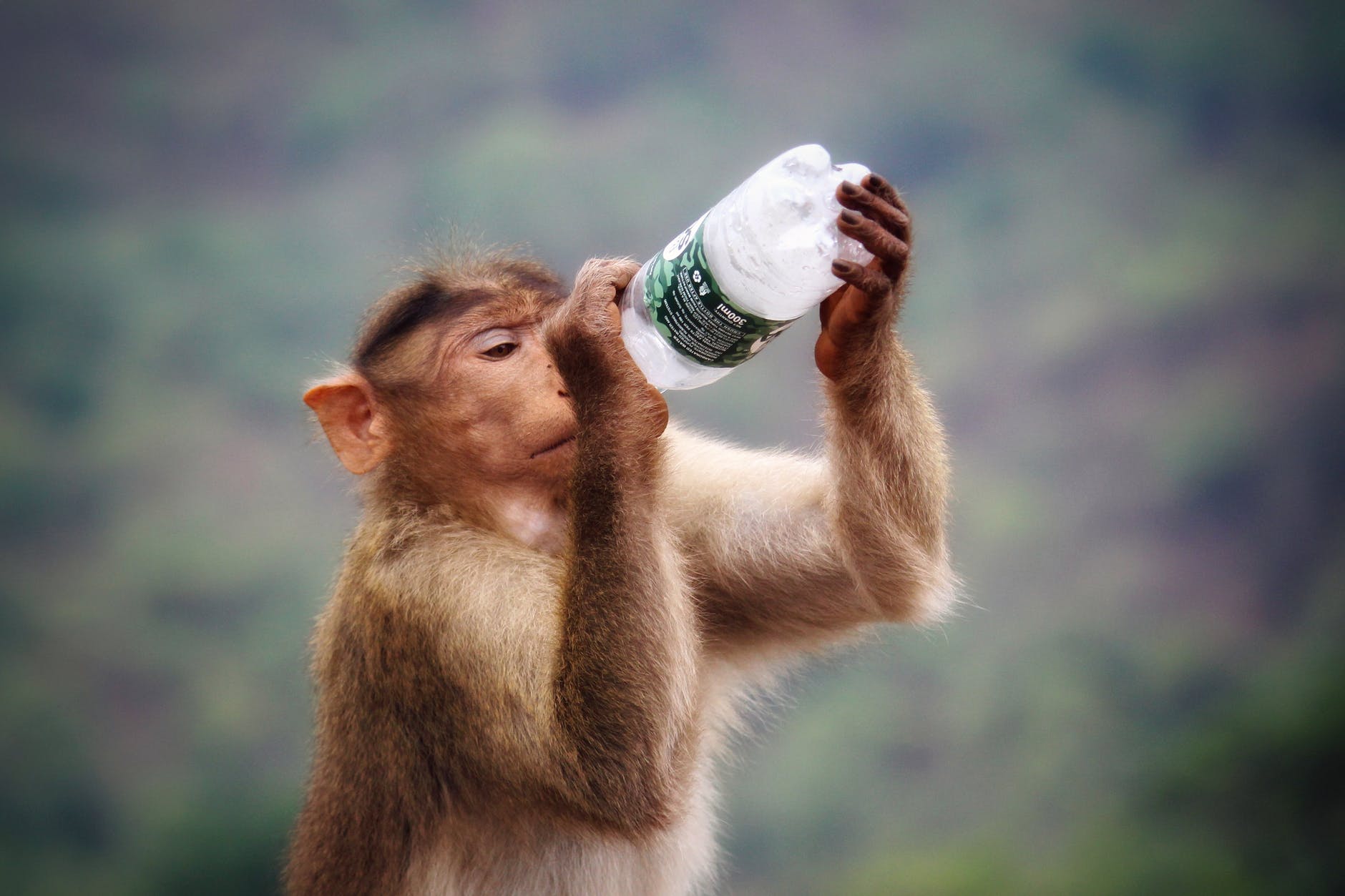 primate holding clear and black labeled bottle